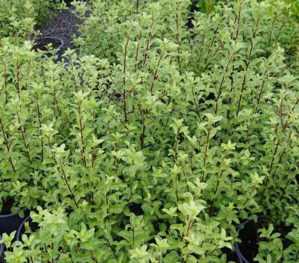 Pittosporum 'Wai-iti'