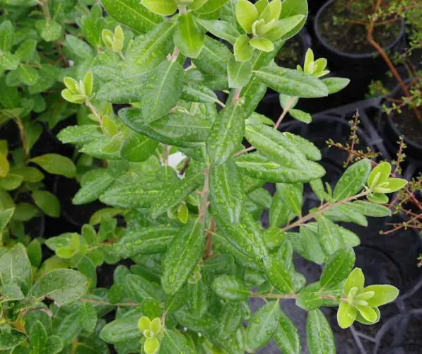 Pittosporum ralphii