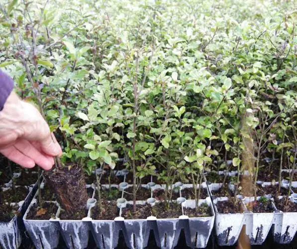 Pittosporum tenuifolium re-veg