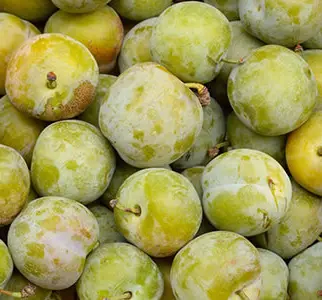 Plum 'Reine Claude De Bavay'