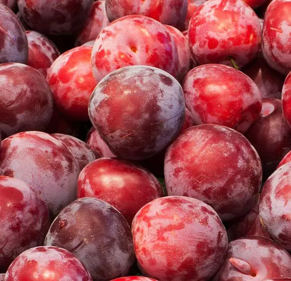 Plum 'Santa Rosa'