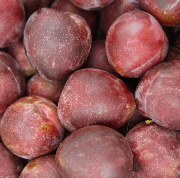 Plum 'Elephant Heart'