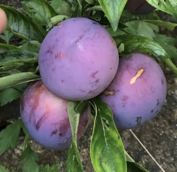 Plumcot 'Spring Satin'