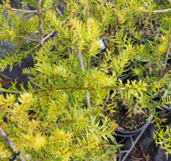 Podocarpus laetus