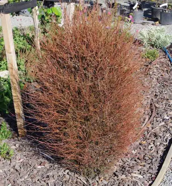 Prumnopitys taxifolia