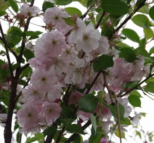 Prunus 'Accolade' 180 std