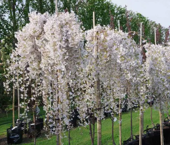Prunus 'Falling Snow' 120 std