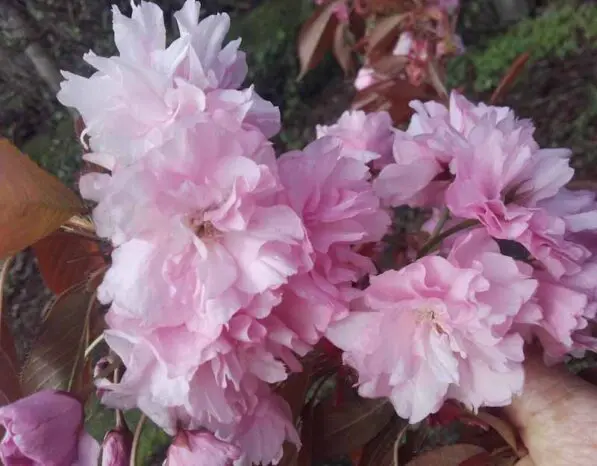 Prunus 'Kanzan' 150 std