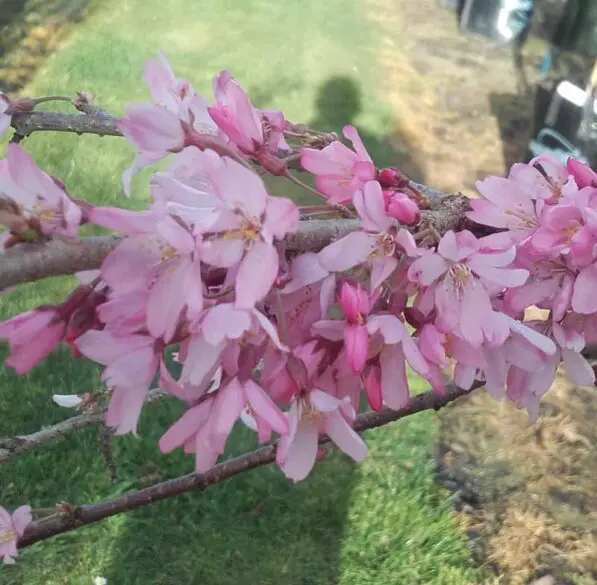 Prunus 'Pendula Rosea' 150 std