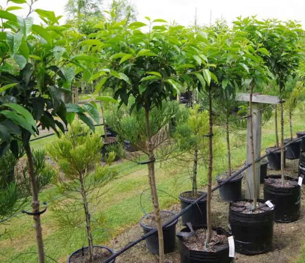 Prunus lusitanica Standard