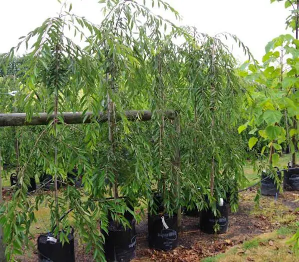 Prunus 'Pendula Rosea' Low Worked