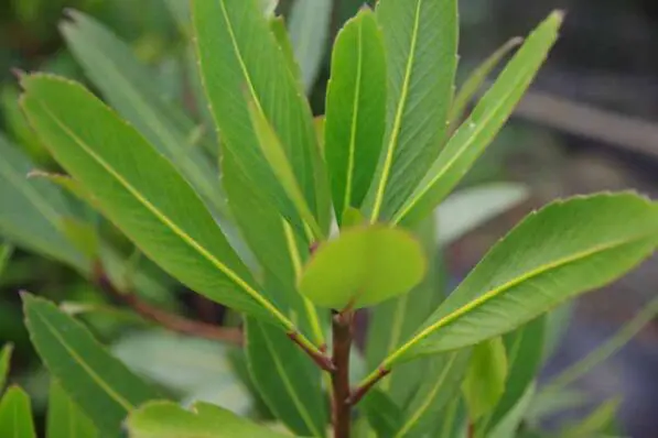 Pseudopanax 'Sabre'