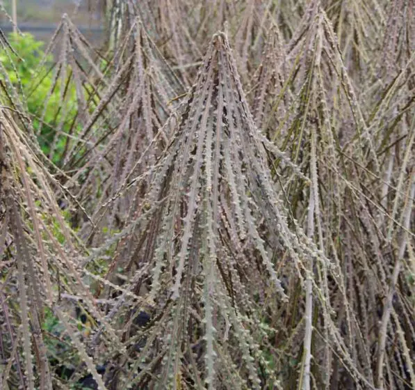 Pseudopanax ferox