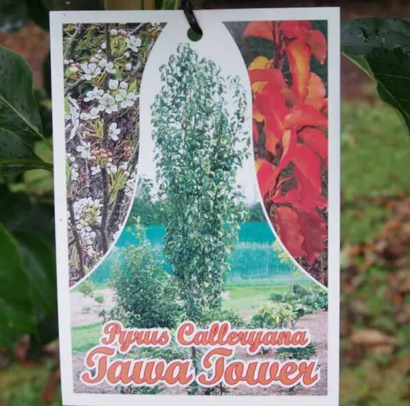 Pyrus calleryana 'Tawa Tower'