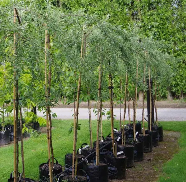 Pyrus salicifolia 'Pendula' 170 std