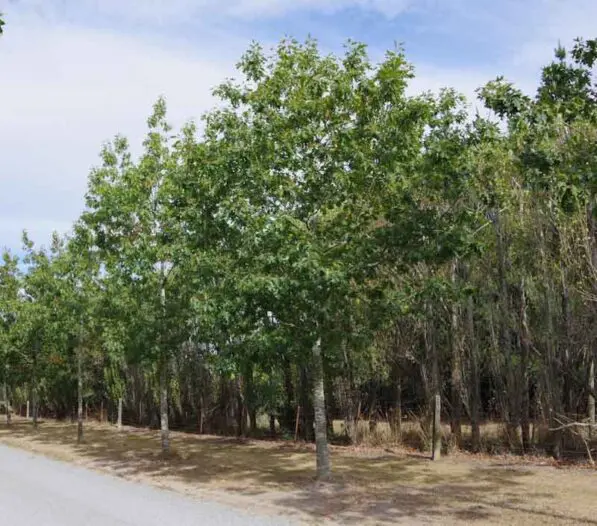 Quercus rubra