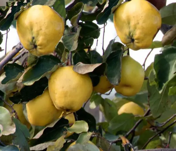 Quince 'Smyrna'