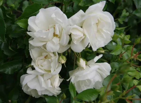 Rosa 'White Carpeting Rose'