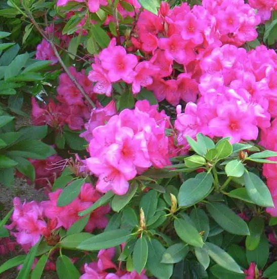 Rhododendron 'Anna Rose Whitney'