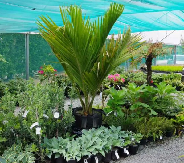 Rhopalostylis sapida