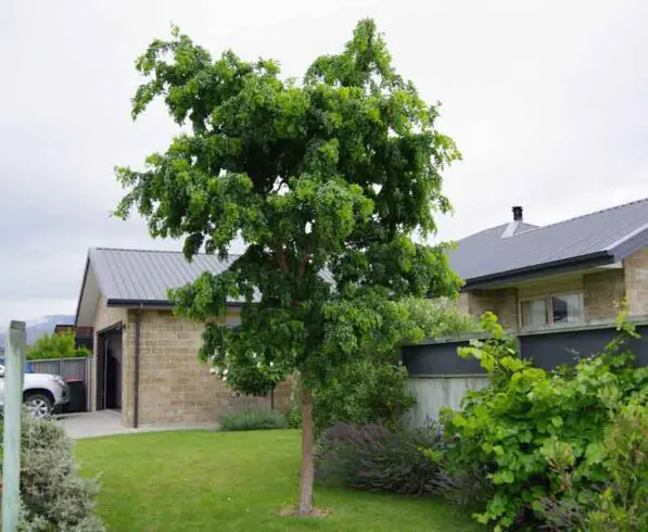 Robinia 'Lace Lady' 150 std