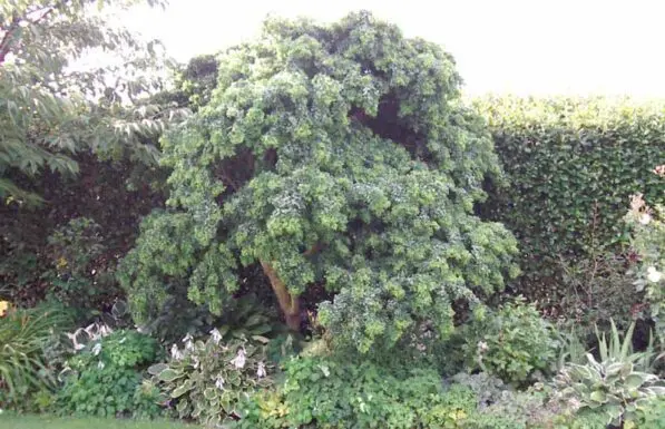 Robinia 'Lace Lady' 100 std