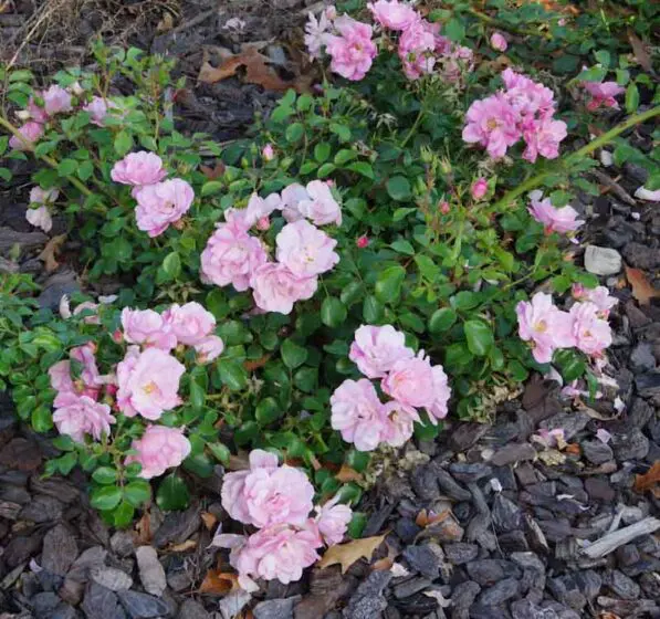 Rosa 'Blush Pink Carpeting Rose'
