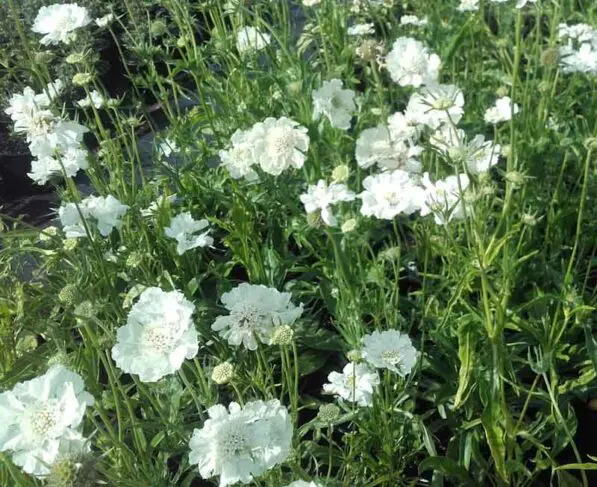 Scabiosa caucasica 'Fama White'