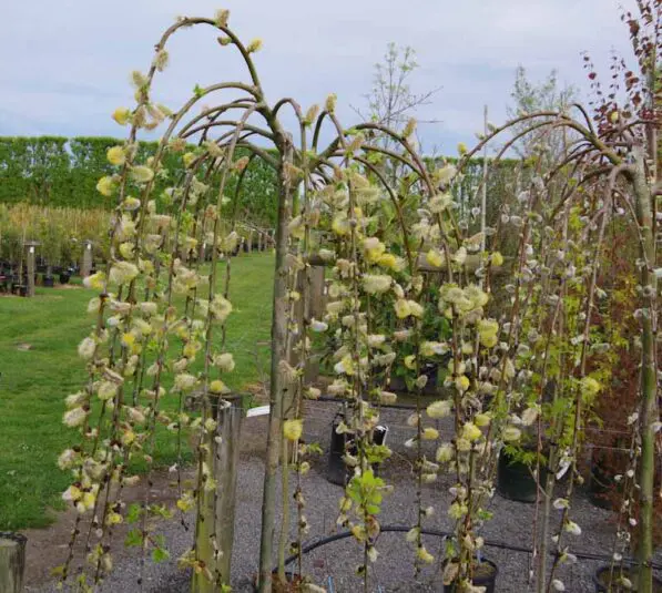 Salix caprea 'Pendula'