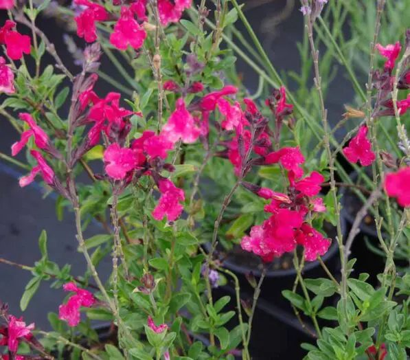 Salvia 'Red Baron'
