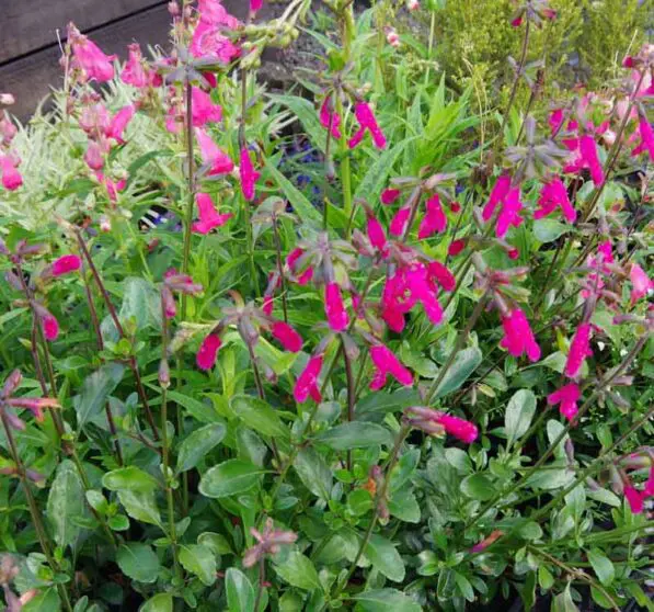 Salvia 'Velvet Slipper'