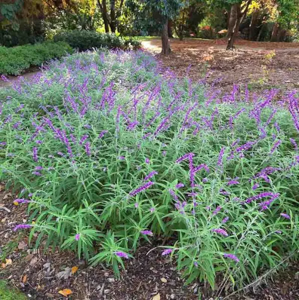Salvia leucantha