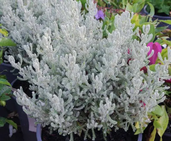 Santolina chamaecyparissus