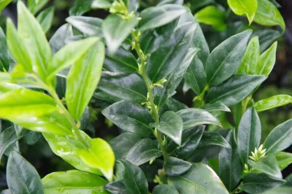 Sarcococca confusa