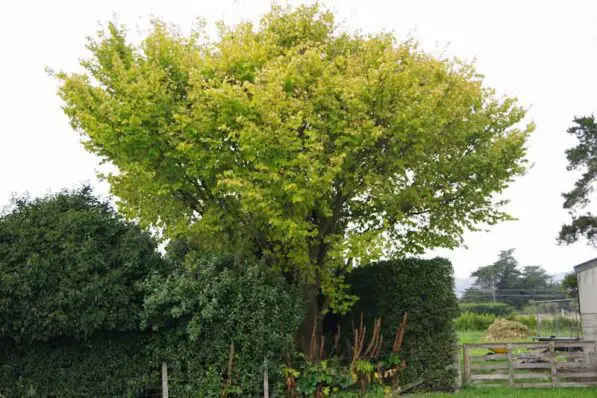 Ulmus 'Louis van Houtte'