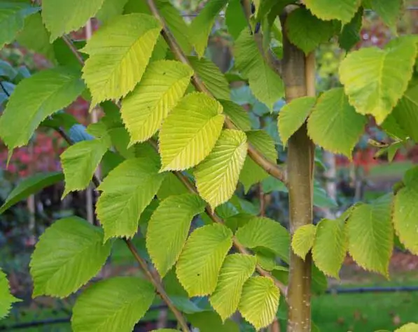 Ulmus glabra 'Lutescens'