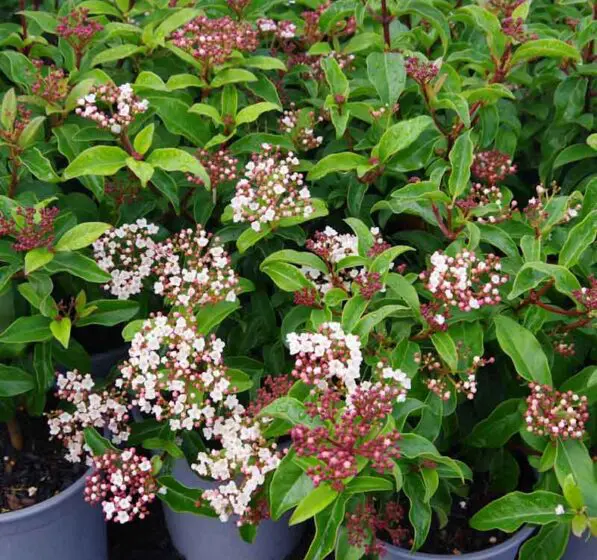 Viburnum 'Emerald Beauty'