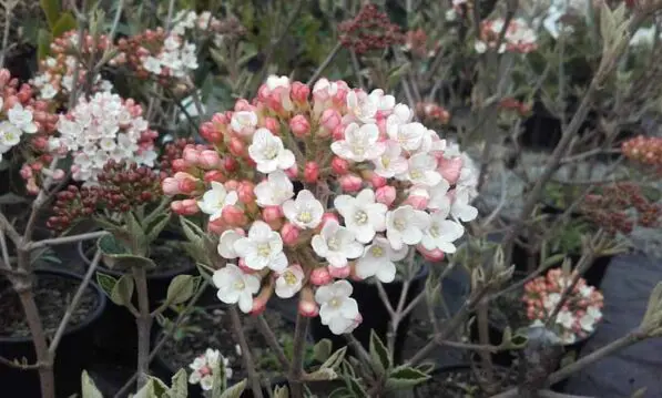 Viburnum x burkwoodii