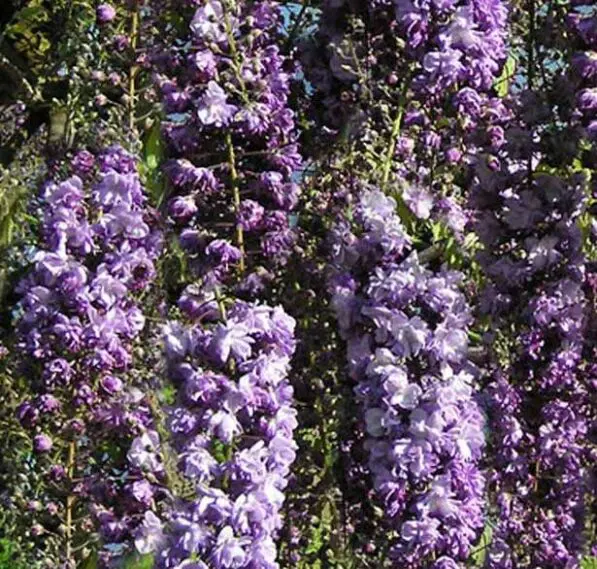 Wisteria 'Black Dragon'