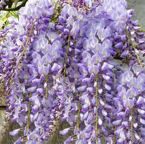 Wisteria 'Caroline'