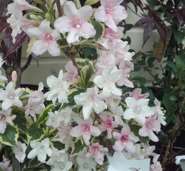 Weigela florida 'Variegata'