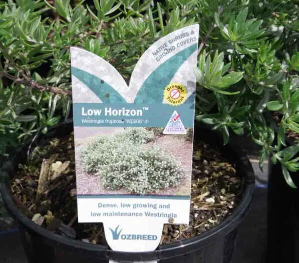 Westringia 'Low Horizon' PVR