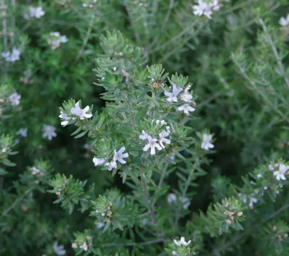 Westringia fruticosa