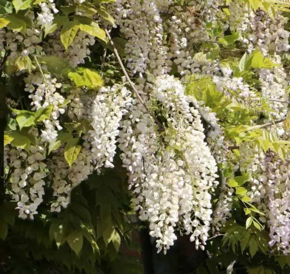 Wisteria 'White Silk'.