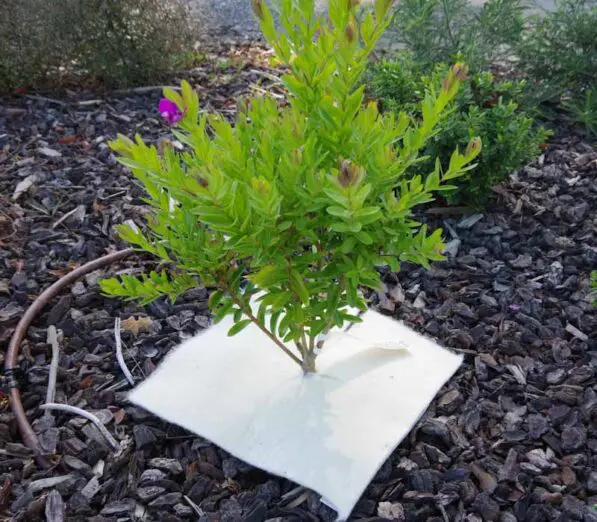 Wool Weed Mat, 35 x 33cm