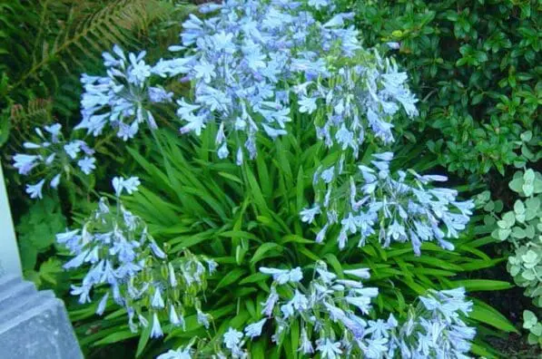 Agapanthus 'Streamline'