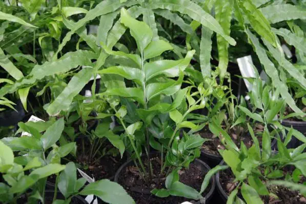 Asplenium oblongifolium