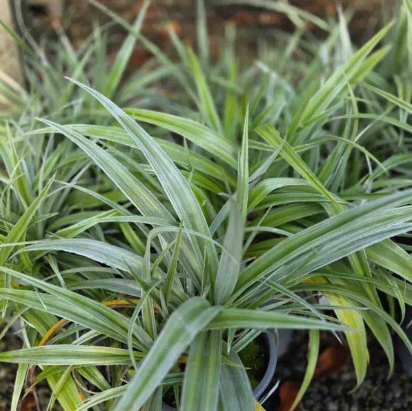 Astelia 'Silver Shadow'