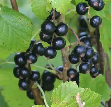 Currant 'Magnus'