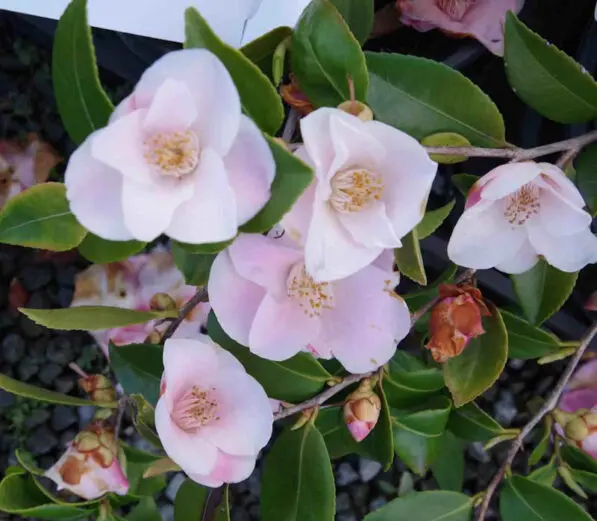 Camellia 'Quintessence'